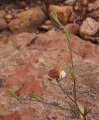 Aspalathus bracteata
