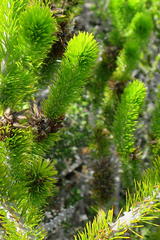 Aspalathus alopecurus