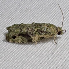 Proteoteras implicata