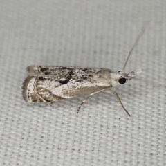 Microcrambus kimballi
