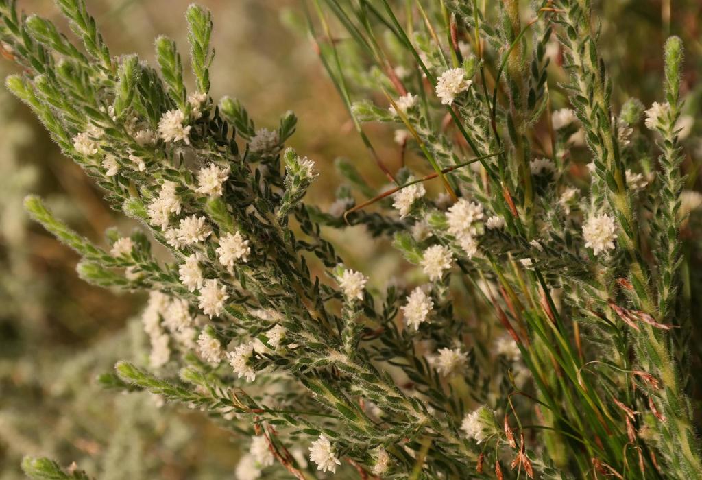 Brunia palustris