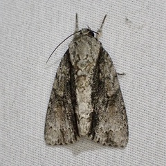 Acronicta connecta