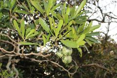 Voacanga thouarsii