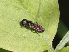 Eumerus ornatus