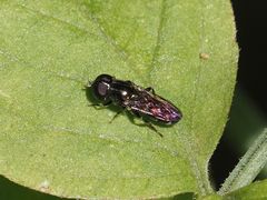Eumerus ornatus