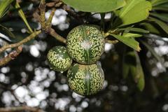Voacanga thouarsii