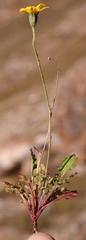 Bolandia pedunculosa