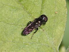 Eumerus ornatus