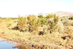 Leucadendron macowanii