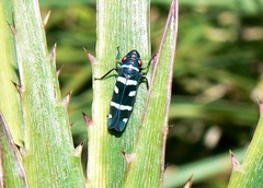 Balacha melanocephala