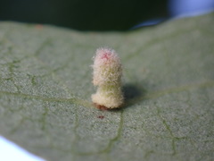 Atrusca clavuloides