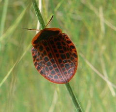 Botanochara macularia