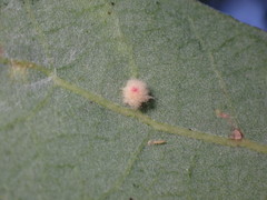 Atrusca clavuloides