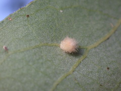 Atrusca clavuloides