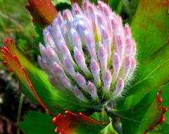 Leucospermum glabrum