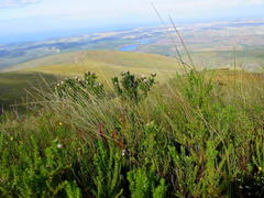 Leucospermum glabrum