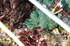 Callithamnion stuposum