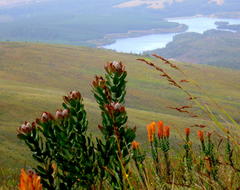 Leucospermum glabrum