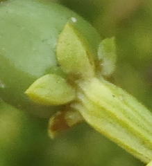 Chironia palustris palustris