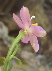 Chironia palustris palustris