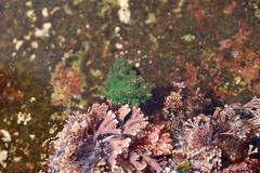 Callithamnion stuposum