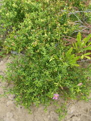 Chironia palustris palustris