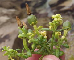 Chironia palustris palustris