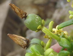 Chironia palustris palustris