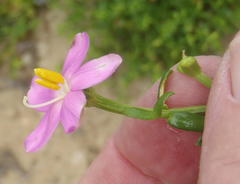 Chironia palustris palustris