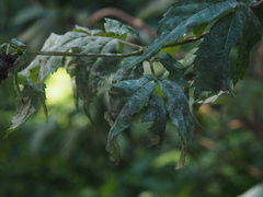 Erysiphe vanbruntiana