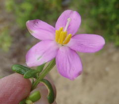 Chironia palustris palustris