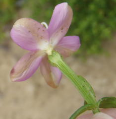Chironia palustris palustris