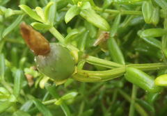 Chironia palustris palustris