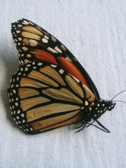 Danaus plexippus