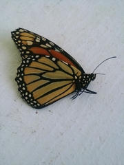 Danaus plexippus
