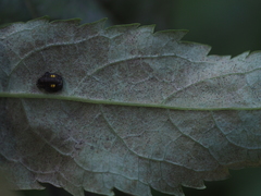 Erysiphe vanbruntiana