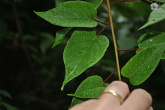 Clematoclethra scandens
