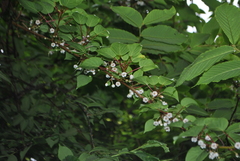 Clematoclethra scandens