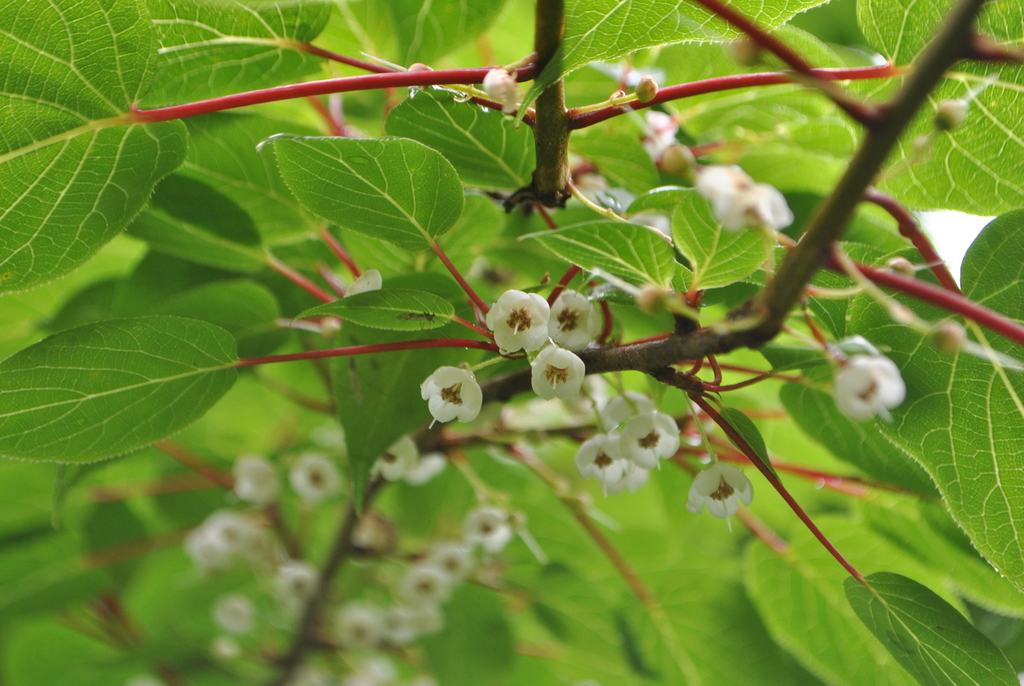 Clematoclethra scandens