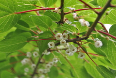 Clematoclethra scandens