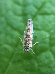 Eupteryx