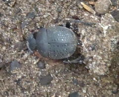 Epirinus flagellatus