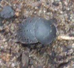 Epirinus flagellatus