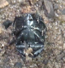 Epirinus flagellatus