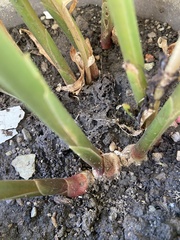 Zingiber officinale