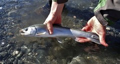 Salvelinus malma