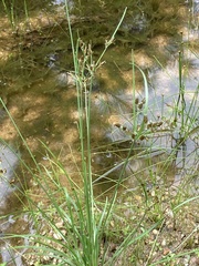 Fimbristylis tomentosa