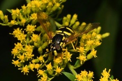 Chrysotoxum elegans