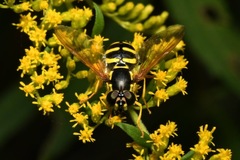 Chrysotoxum elegans