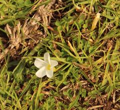 Oxalis minuta